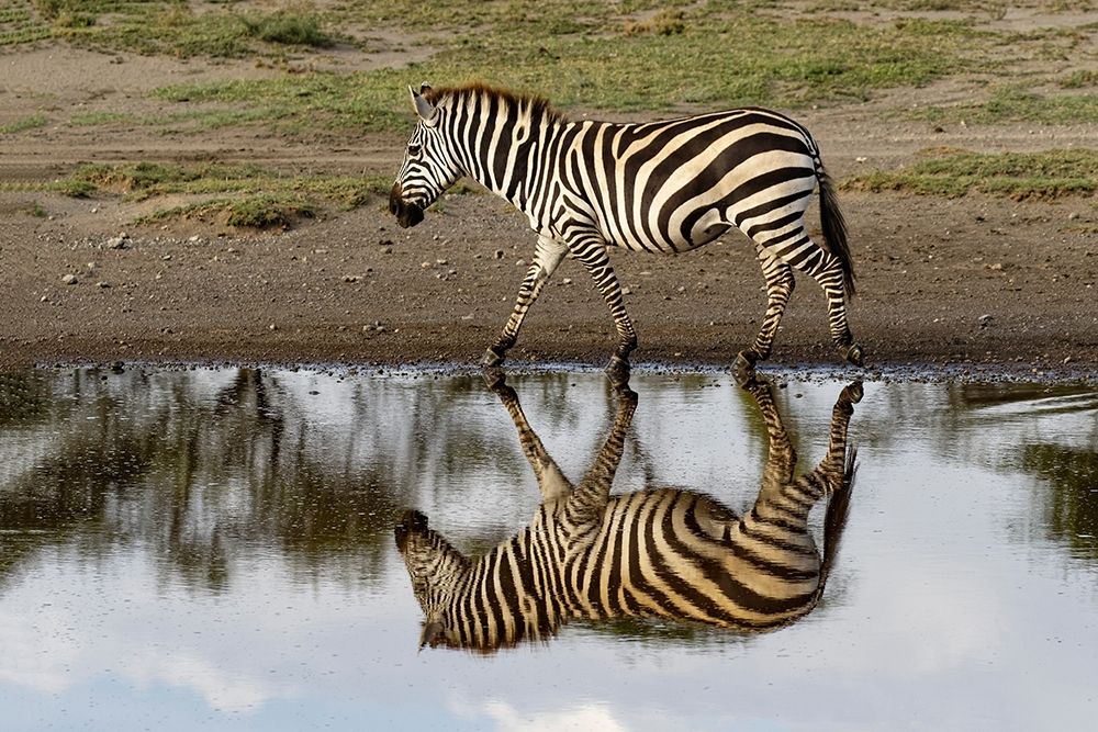 Burchells Zebra and reflection-Equus burchellii-Serengeti National Park-Tanzania-Africa art print by Adam Jones for $57.95 CAD